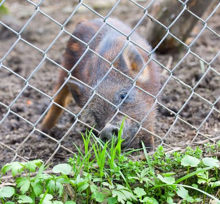 stripy small piglet behind lattice with desire of fresh spring grassの写真素材