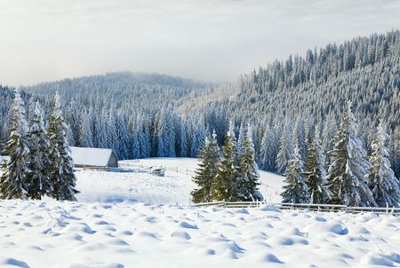 winter calm mountain landscape with rime and snow covered spruce trees with sheds group near forestの写真素材