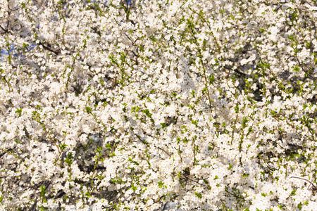 White blossoming cherry tree (spring background)の写真素材