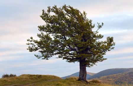 Lonely tree in evening autumn mountain (Carpathian Mountains, Ukraine) and country road.
