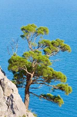 juniper tree on rock on sea surface background ("Novyj Svit" reserve, Crimea, Ukraine).の写真素材