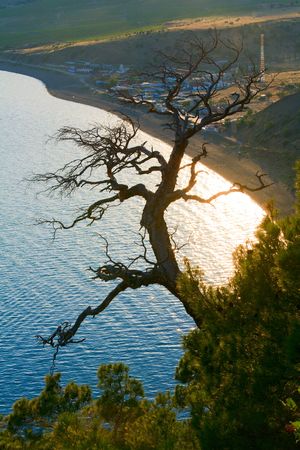 withered juniper tree and evening "Novyj Svit" reserve coastline behind (Crimea, Ukraine).の写真素材