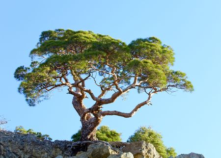 juniper tree on rock on sky background ("Novyj Svit" reserve, Crimea, Ukraine).の写真素材