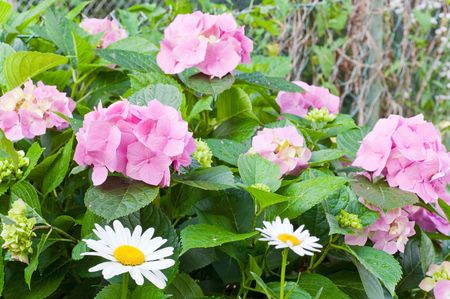Large pink hydrangea blossoms - August summer flower with dew and white daisy flowers in front....