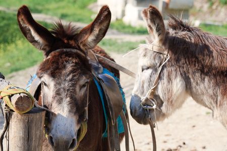 donkey near spring gardenの写真素材