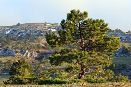 pine conifer tree on spring mountain backgroundの写真素材