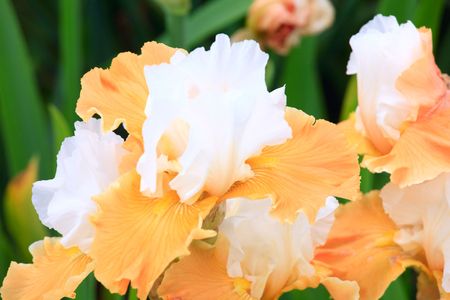 beautiful yellow-orange iris flower on flower-bedの写真素材