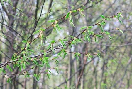 Spring twig of hornbeam with green leaf (close-up) on forest backgroundの写真素材