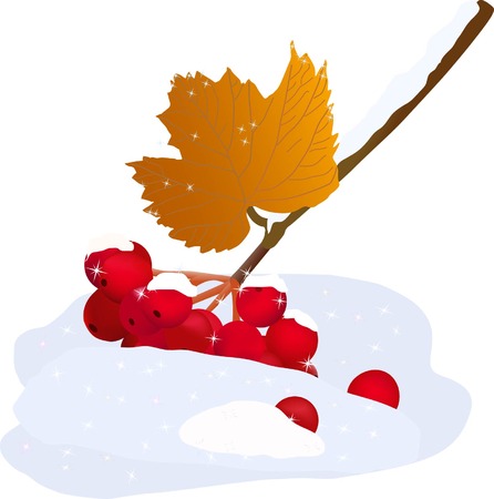 viburnum twig with red berries on snowのイラスト素材