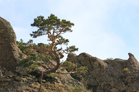 conifer tree on rocks top on sky background  (Demerdzhi Mount, Crimea, Ukraine )
