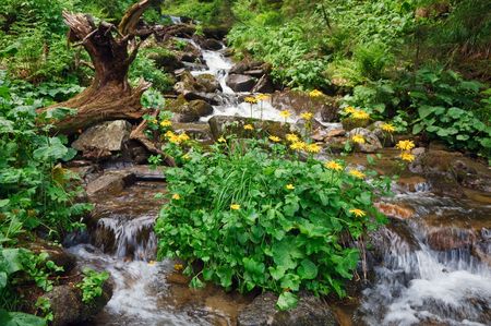 mountain river in summer forest with bush of yellow flower (Carpathian, Ukraine)の写真素材
