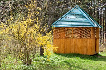 Blossoming twig of tree with yellow flowers and summerhouse nearの写真素材