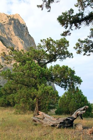 rock with conifer trees on blue sky background ("Sokol" rock, "Novyj Svit" reserve, Crimea, Ukraine).の写真素材