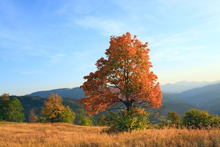 Lonely autumn tree on Carpathian mountainside (and evening sky with some  clouds).の写真素材