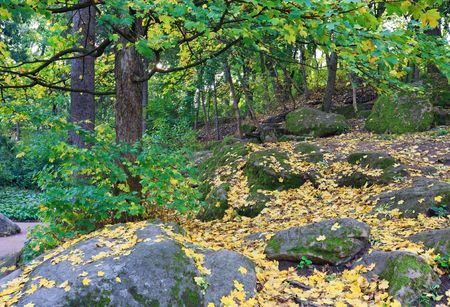 Green-yellow tree foliage and big stones in autumn city park