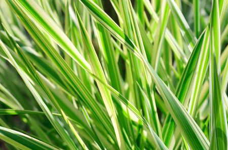 Spring striped green grass " Carex" (nature background)の写真素材