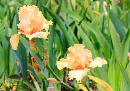 beautiful beige iris flower on flower-bedの写真素材
