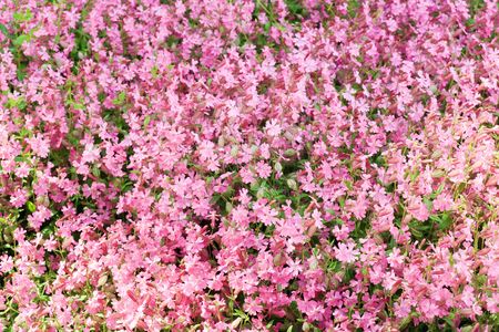 pink flowers Phlox subulata Zosia in spring park (background)の写真素材