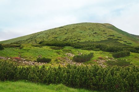 Pink rhododendron flowers and juniper bush on summer mountainside (Ukraine, Carpathian Mountains)の写真素材