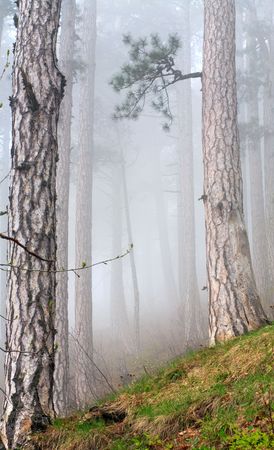 Dense fog in dark summer pine forest on hill (Crimea, Ukraine)の写真素材