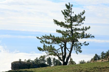 pine lonely tree on overcast sky backgroundの写真素材