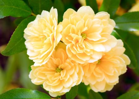 Beautiful spring bush with yellow flowers (macro)の写真素材