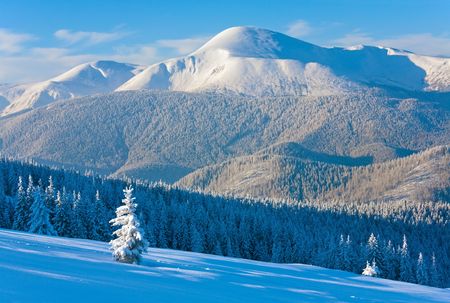 winter rime and snow covered fir trees on mountainside (Carpathian Mountains, Ukraine)
