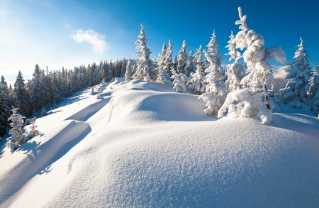 Morning winter calm mountain landscape with beautiful fir trees  on slope (Kukol Mount, Carpathian Mountains, Ukraine)の写真素材