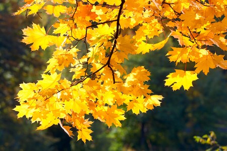 Golden tree foliage in autumn city park