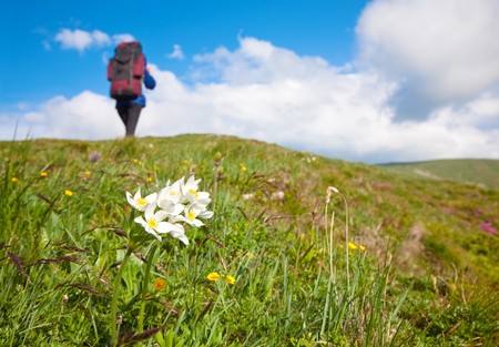 Woman with tourist knapsack on summer blossoming mountain (Ukraine, Carpathian Mountains)の写真素材