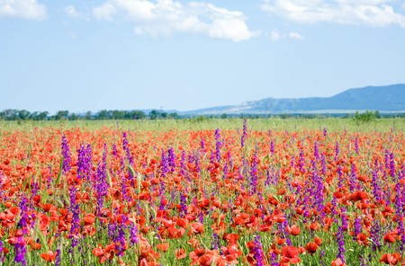 Summer field with beautiful red poppy and purple flowers.の写真素材