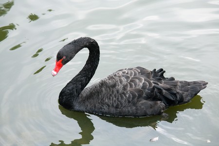 Beautiful graceful black swan on pond water surface in parkの写真素材