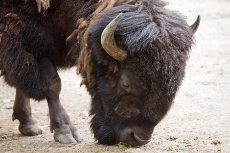 head of bison (close-up)の写真素材