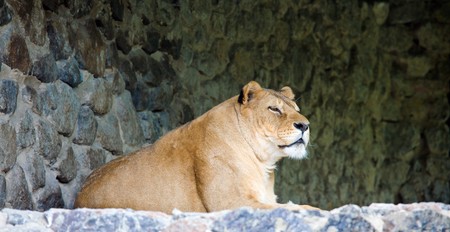 amicable pacific lioness on stony prominenceの写真素材