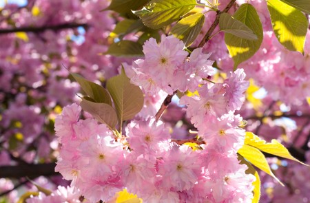 Macro pink japanese cherry twig blossom (nature background)