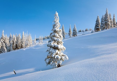 winter rime and snow covered fir trees on mountainside on blue sky backgroundの写真素材