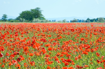 Summer field with beautiful red poppy flowers.の写真素材