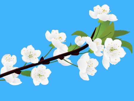 Spring white blossoming twig of cherry treeのイラスト素材