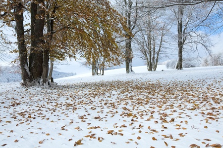 October mountain beech forest with first winter snow and last autumn leafs overの写真素材