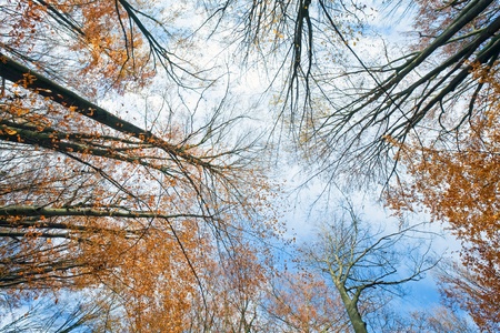 Sky with clouds through the autumn tree branches (from below)