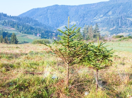 Autumn countryside landscape with village on mountainside and small fir trees in front.の写真素材