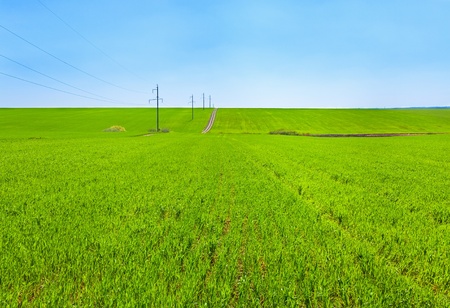 Beautiful spring wheat field with country road (agriculture landscape).