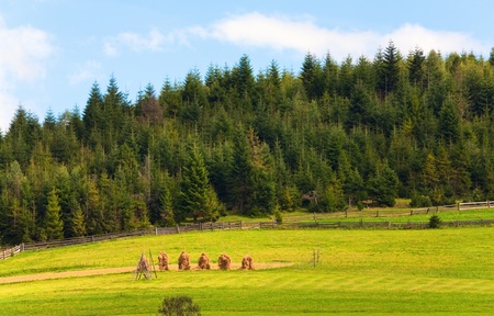 Summer green meadow with stackes of hay.の写真素材