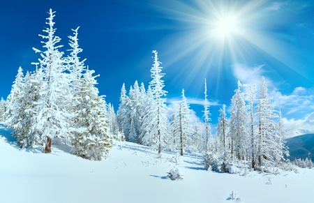Winter mountain panorama with fir forest on mountainside (Carpathian Mountains, Ukraine). の写真素材