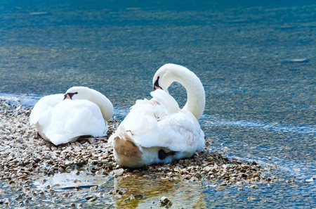 Beautiful summer  lake view with swans pair on shoreの写真素材