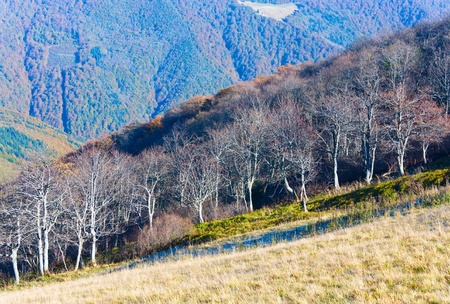 Autumn stark bare trees on forest edge (Carpathian mountains, Ukraine).