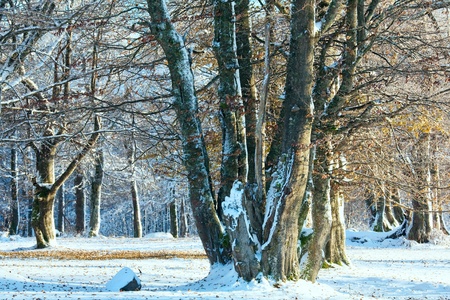October mountain beech forest with first winter snow and last autumn leafs overの写真素材