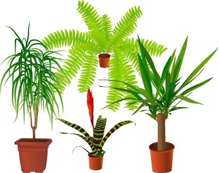 Window plants collection (vector illustration)のイラスト素材