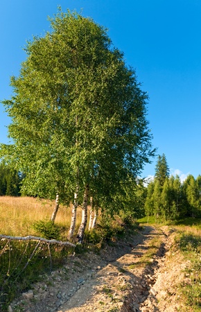 Dirty road through the evening flowering grassland in mountainの写真素材