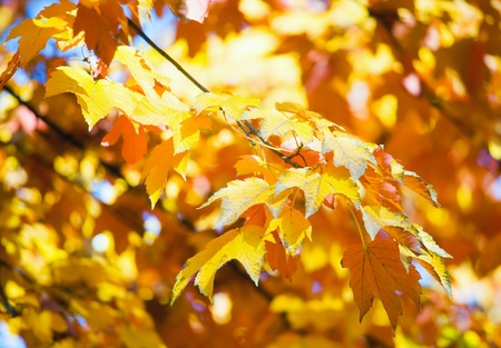 autumn maple trees (closeup) in autumn city park